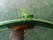 insectos favorece lluvia?