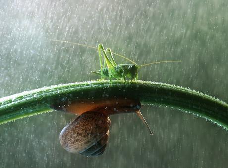 ¿A qué insectos favorece la lluvia?