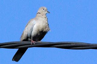 La orgía de la tórtola progresista