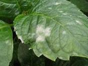 Hojas manchas Trucos jardinería