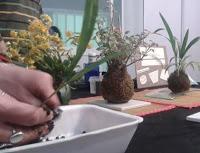 taller de kokedama en expomanga