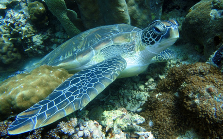 Tortuga en Indonesia. Fuente: Pixabay.com