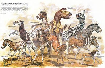 ZOOBOOKS: Antepasados de  las jirafas y los équidos