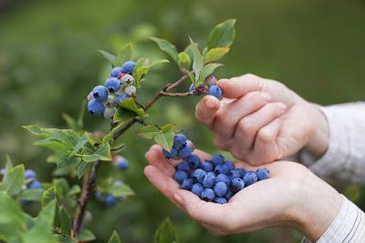 Cómo cultivar Arándanos