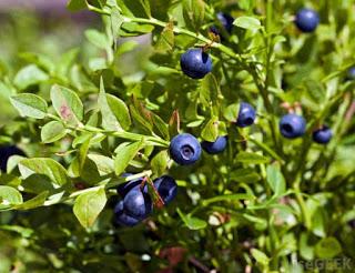 Cómo cultivar Arándanos