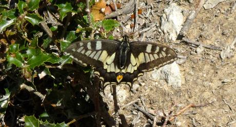 NosVamosDeExcursión, Ruta, Excursión, Senderismo, Torre Vigia, Torre de Reixes, Barranco de Aigües, El Campello, Salida En Familia, Blog Solo Yo, Blog Diario, Solo Yo, mariposa negra, bicho mariposa, mariposa camuflage, mariposa blanca, 