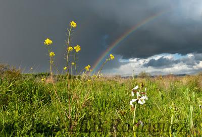 Yo voy buscando arco iris, de la tarde