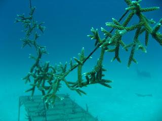 Hoteles apoyan el programa de restauración de Corales con su propio vivero