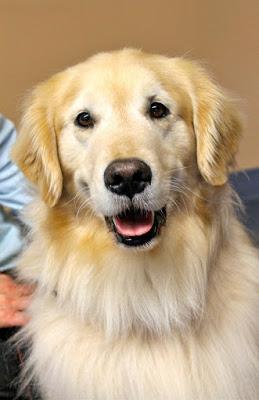 Acerca del MIT PUPPY LAB, el Laboratorio de perritos del Instituto Tecnológico de Massachusetts