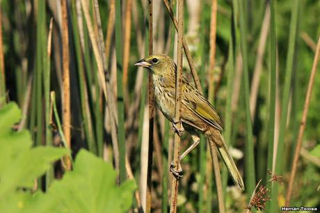 Juvenil de Embernagra platensis