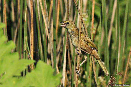 Juvenil de Embernagra platensis