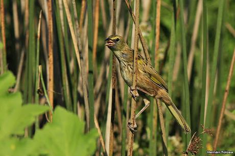 Juvenil de Embernagra platensis
