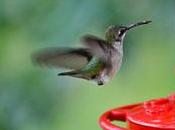 vuelo colibrí