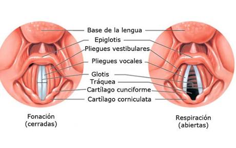 laringe. vibrador