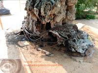 Olivos milenarios españoles en Dubai