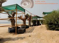 Olivos milenarios españoles en Dubai