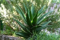 Remedios caseros para la Diabetes Aloe Vera