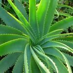 Aloe-Vera