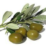 olive-oil-for-ance
