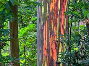 Eucaliptos arcoiris Eucalyptus deglupta).