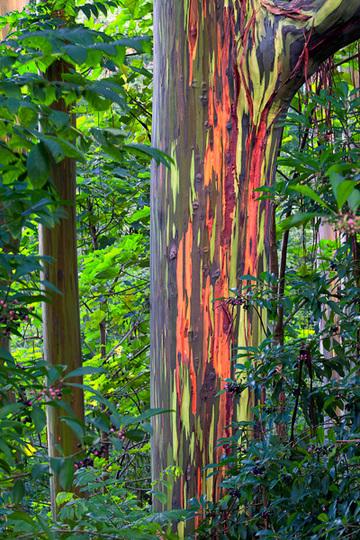 Eucaliptos arcoiris ( Eucalyptus deglupta).