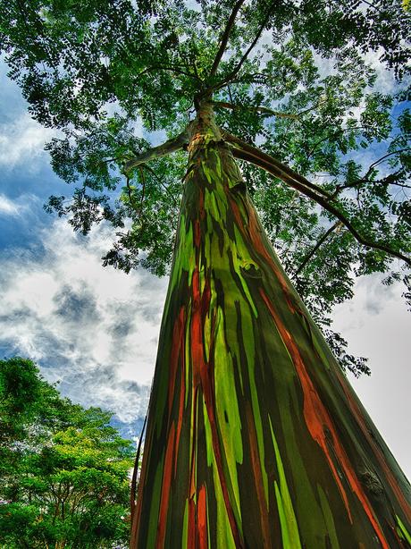 Eucaliptos arcoiris ( Eucalyptus deglupta).