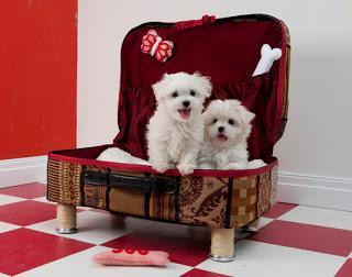 2 Ideas de accesorios lindos para mascotas reciclando camisas