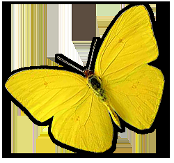 Macondo y las mariposas amarillas de Gabriel García Márquez