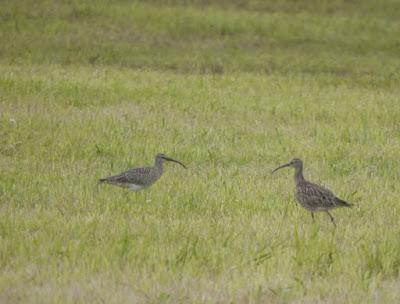 Pocos pollos de mayo