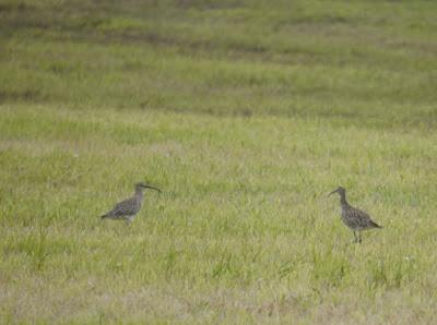 Pocos pollos de mayo