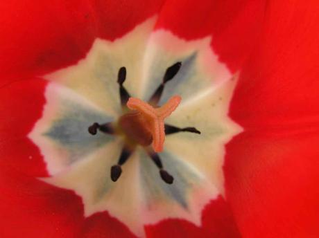 Malva roja baja