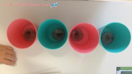 Cultivamos mini sandías con los invernaderos de Science 4 you. ¡Y con sorteo!