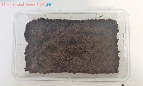 Cultivamos mini sandías con los invernaderos de Science 4 you. ¡Y con sorteo!