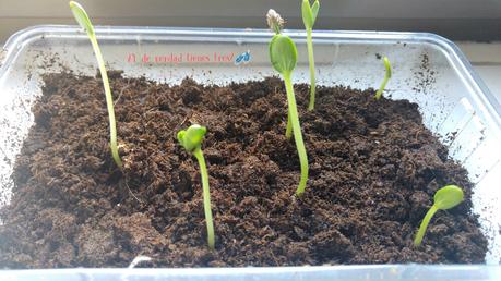 Cultivamos mini sandías con los invernaderos de Science 4 you. ¡Y con sorteo!