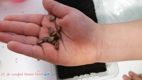 Cultivamos mini sandías con los invernaderos de Science 4 you. ¡Y con sorteo!