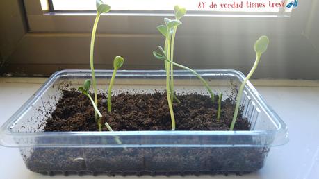 Cultivamos mini sandías con los invernaderos de Science 4 you. ¡Y con sorteo!