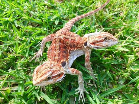 Un dragón barbudo de dos cabezas en China