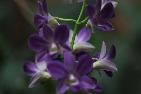 Exposición de orquídeas colombianas en la estación de Atocha