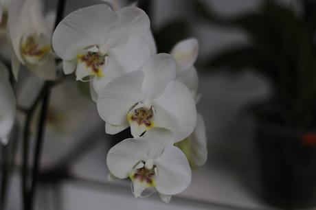 Exposición de orquídeas colombianas en la estación de Atocha