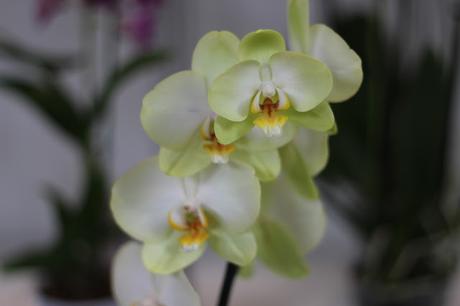 Exposición de orquídeas colombianas en la estación de Atocha