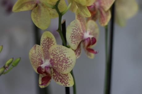 Exposición de orquídeas colombianas en la estación de Atocha