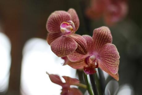 Exposición de orquídeas colombianas en la estación de Atocha