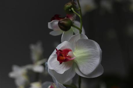 Exposición de orquídeas colombianas en la estación de Atocha