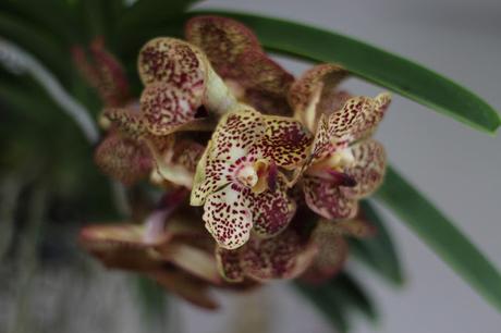 Exposición de orquídeas colombianas en la estación de Atocha