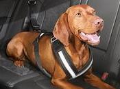 Cinturón Seguridad para Perros ¡Todo Debes Saber!