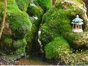 pequeño Sauce estanque crece