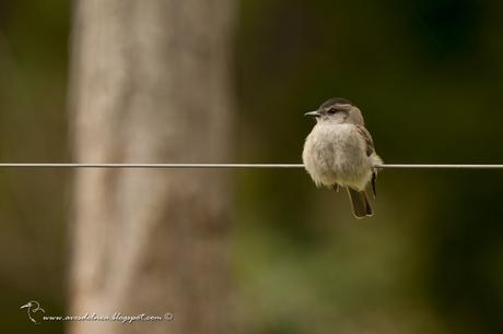 Tuquito gris (Crowned slaty-Flycatcher) Empidonomus aurantioatrocristatus