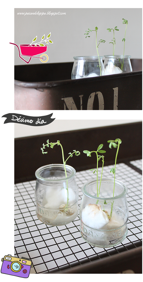 Germinar te va a encantar