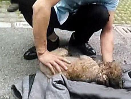 Maniobra reanimación rcp a un perro tras incendio