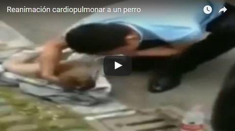 Maniobra reanimación rcp a un perro tras incendio